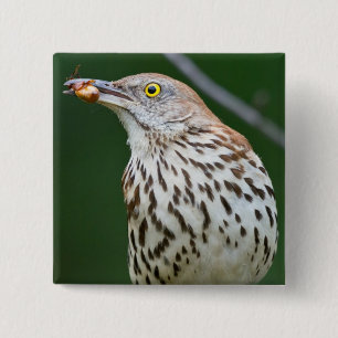 Brown Thrasher w/Catch Of The Day Gift Aparrel 缶バッジ