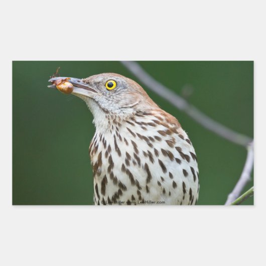 Brown Thrasher w/Catch Of The Day Gift Aparrel 長方形シール (正面)