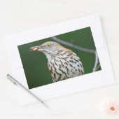 Brown Thrasher w/Catch Of The Day Gift Aparrel 長方形シール (封筒)