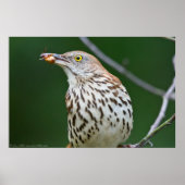 Brown Thrasher w/ Catch Of the Day Poster ポスター (正面)