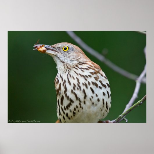 Brown Thrasher w/ Catch Of the Day Poster ポスター (正面)