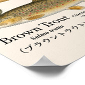 Brown Trout – English Art Print ポスター (角)