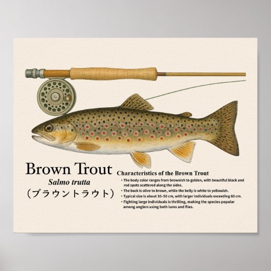 Brown Trout – English Art Print ポスター (正面)