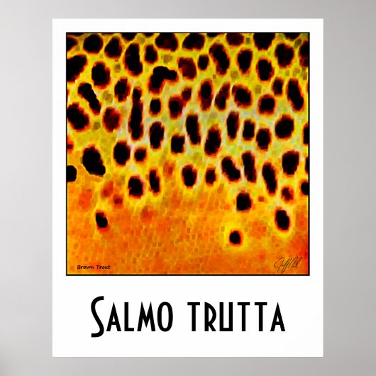 Brown Trout Poster ポスター (正面)