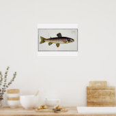 Brown Trout (Salmo Iasustris) plate XXIII from 'Ic ポスター (キッチン)