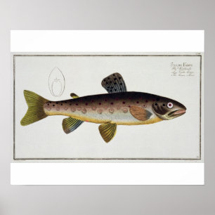 Brown Trout (Salmo Iasustris) plate XXIII from 'Ic ポスター
