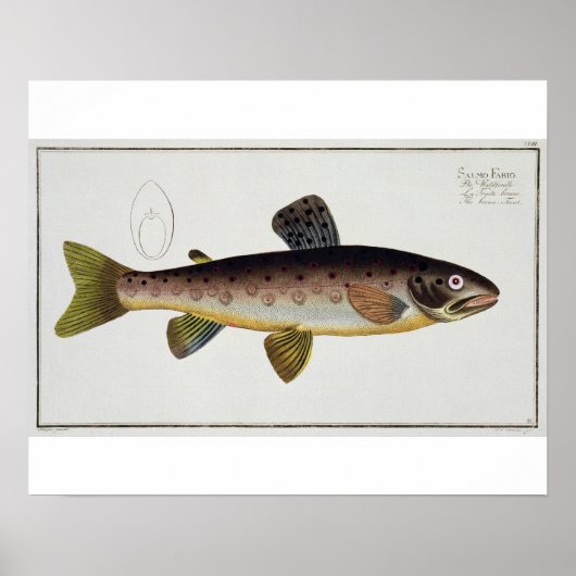 Brown Trout (Salmo Iasustris) plate XXIII from 'Ic ポスター (正面)