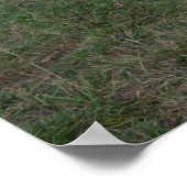 Brown White Horse ポスター (角)