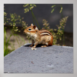 Brownie ポスター