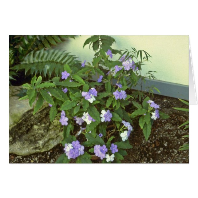 Brunfelsia Pauciflora Eximia (昨日、今日及びT (正面横)