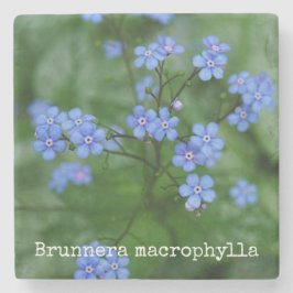 Brunneraのmacrophylla ストーンコースター