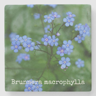 Brunneraのmacrophylla ストーンコースター