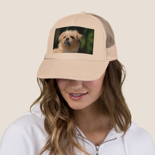 brussels griffon.png キャップ (インサイチュ)