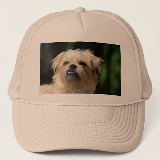 brussels griffon.png キャップ (正面)