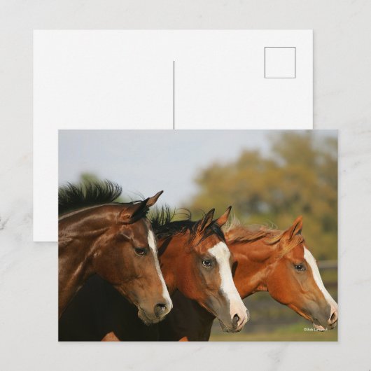 BThree Quarter Horsesランニングのヘッドショット ポストカード (正面/裏面)