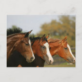 BThree Quarter Horsesランニングのヘッドショット ポストカード (正面)