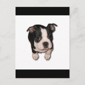 BTpup ポストカード