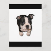 BTpup ポストカード (正面)