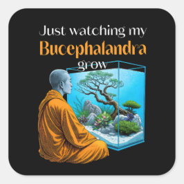 Bucephalandra Zen – A Meditative Aquascaping スクエアシール