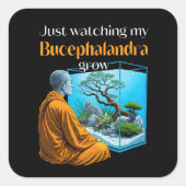 Bucephalandra Zen – A Meditative Aquascaping スクエアシール (正面)