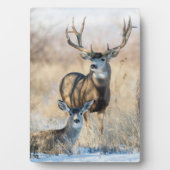 Buck Couple | Mule Deer フォトプラーク (正面)