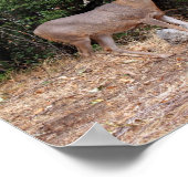 Buck Deer in California USA Canvas Print ポスター (角)