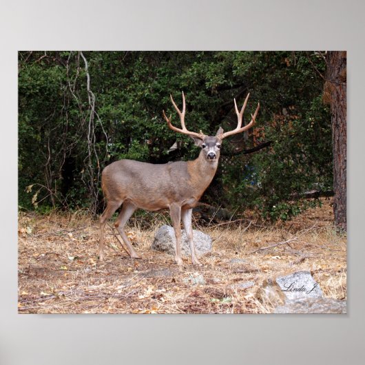 Buck Deer in California USA Canvas Print ポスター (正面)