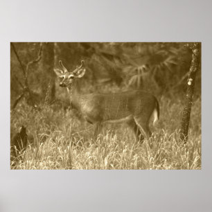 Buck Deer Photographyポスター ポスター