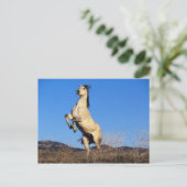 Bucking Horse ポストカード (スタンド正面)