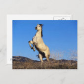 Bucking Horse ポストカード (正面/裏面)