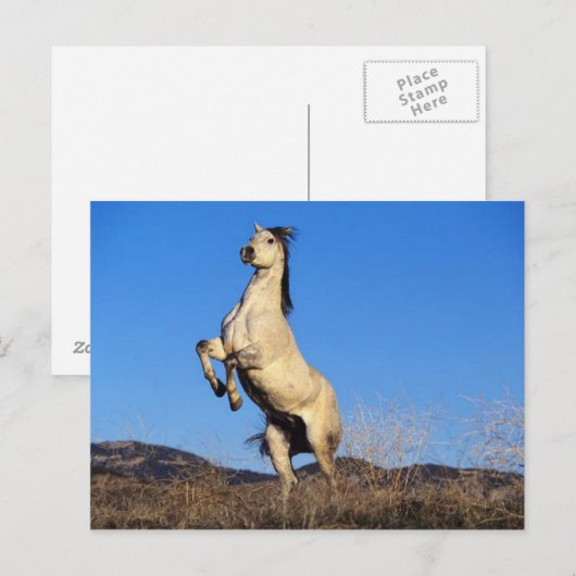 Bucking Horse ポストカード (正面/裏面)