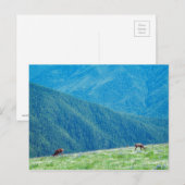 Bucks by the Mountains ポストカード (正面/裏面)