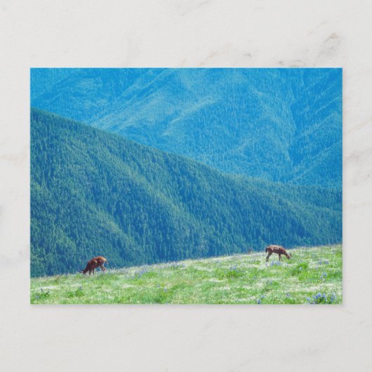 Bucks by the Mountains ポストカード (正面)