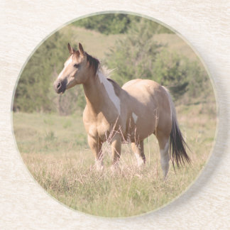 Buckskin Tobiano Horse Posing in Pasture Photo コースター