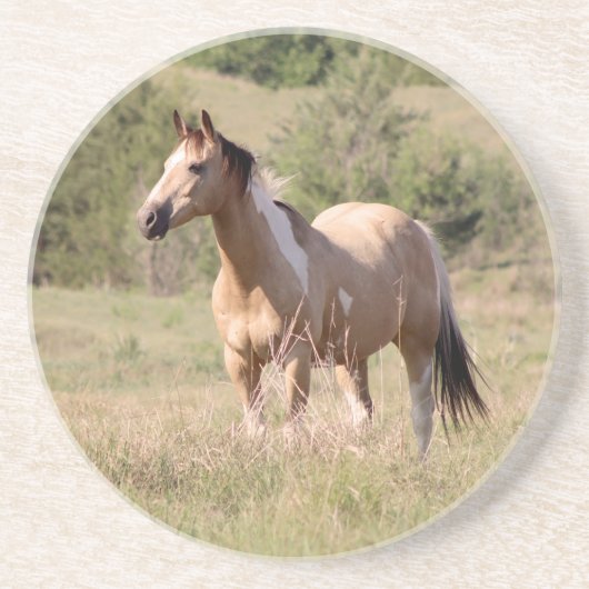 Buckskin Tobiano Horse Posing in Pasture Photo コースター (正面)
