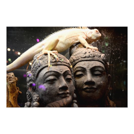Buddha gets his head grabbed by an iguana フォトプリント            (正面)