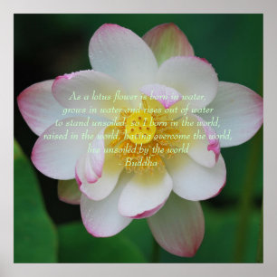 Buddha quote Lotus flower ポスター