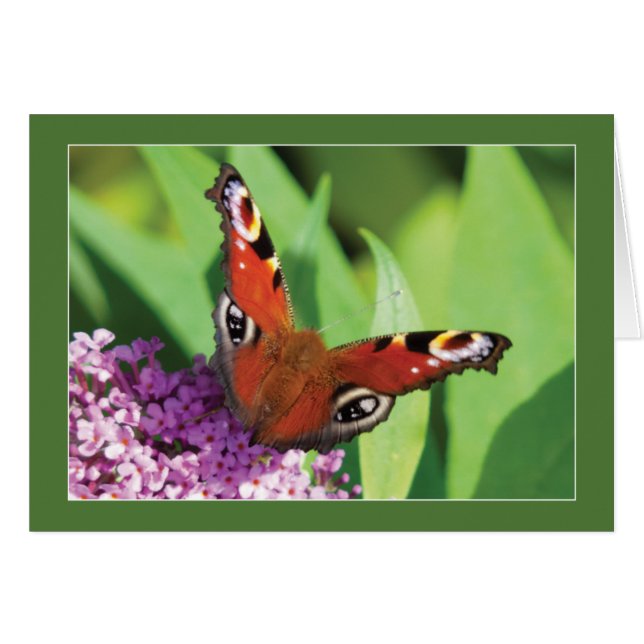 Buddleiaのブランクの孔雀蝶 (正面横)