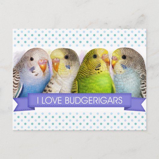 Budgerigars realistic絵画's ポストカード (正面)