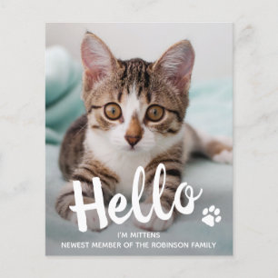 Budget Hello New Pet Photo Kitten Catお知らせ