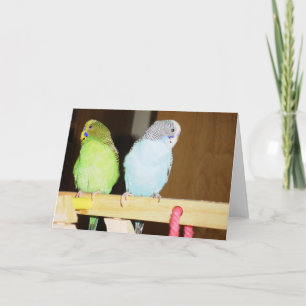 Budgieの大きいメッセージカード カード