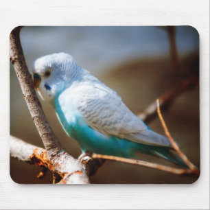 Budgie マウスパッド