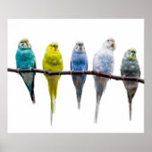 Budgie Birds ポスター (正面)