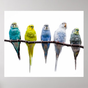 Budgie Birds ポスター