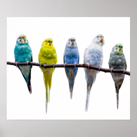 Budgie Birds ポスター (正面)