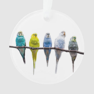 Budgies オーナメント