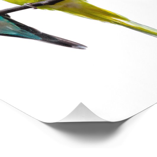 Budgies フォトプリント (角)