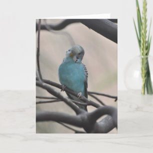 Budgie's About 疑問に思 You - Frameable Art Card カード