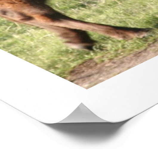 Buffalo ポスター (角)