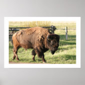 Buffalo ポスター (正面)